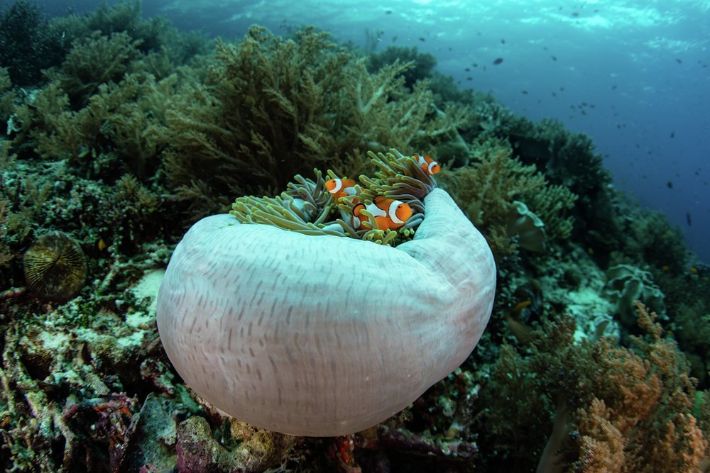 Find bright reefs and say hello to the clown fish